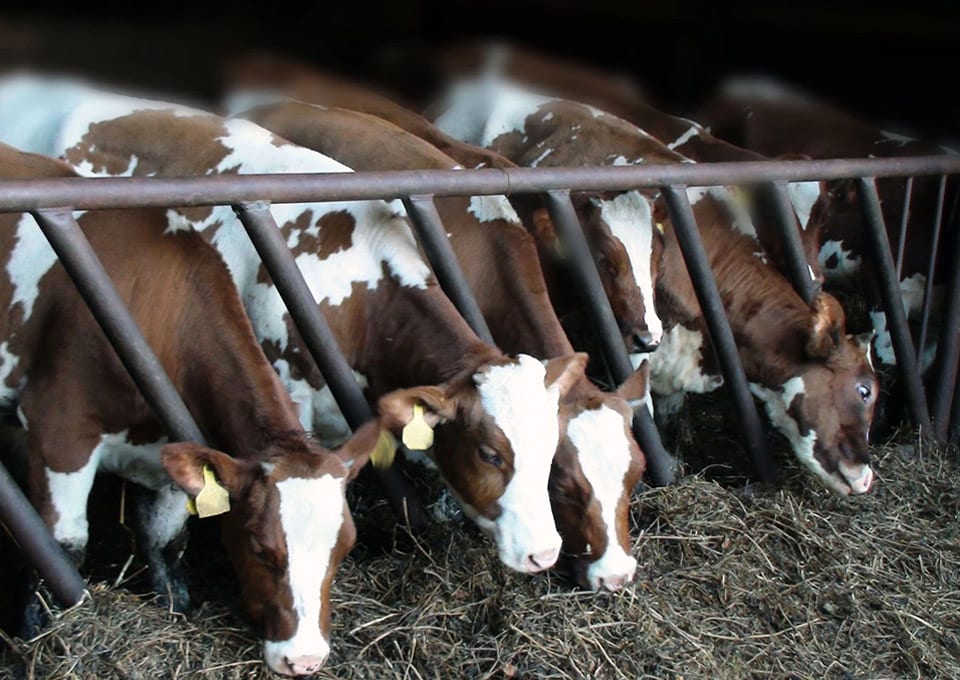 Dairy cattle at feeding trough in farm facility