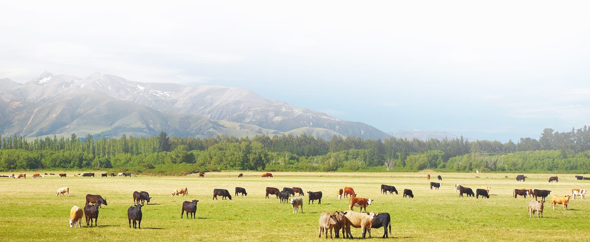 Large herd of cattle grazing in a vast green meadow with snow-capped mountains