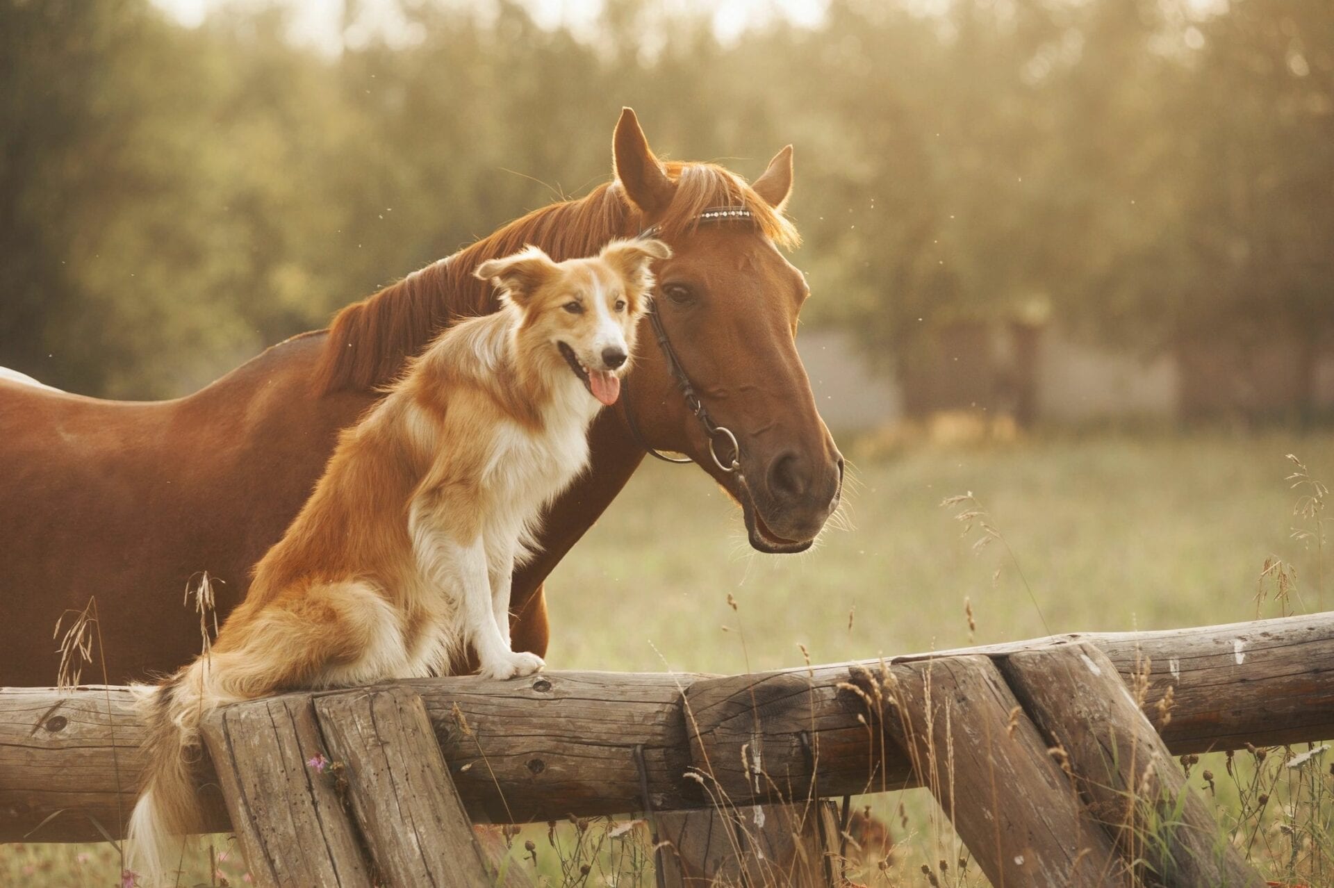 Horse and dog by rustic fence in pastoral golden hour setting