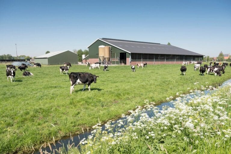 Modern green barn farm pasture with cattle and stream